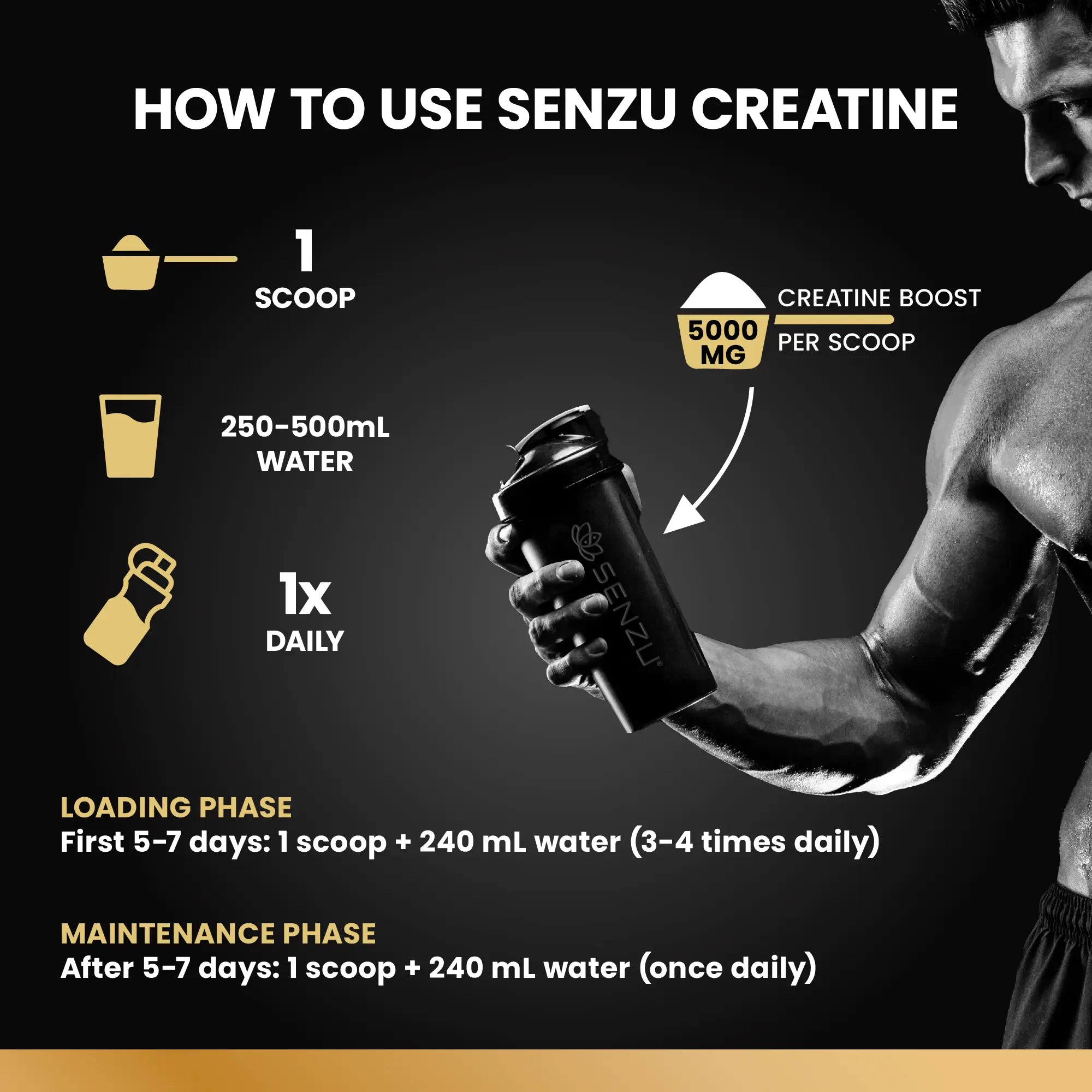 A muscular person holds a Senzu Health Creatine Monohydrate Micronized Powder (425g) shaker. Use 1 scoop (5000mg) in 250–500mL water daily; for muscle gain, take 1 scoop 3–4x/day for 5–7 days, then continue once daily.