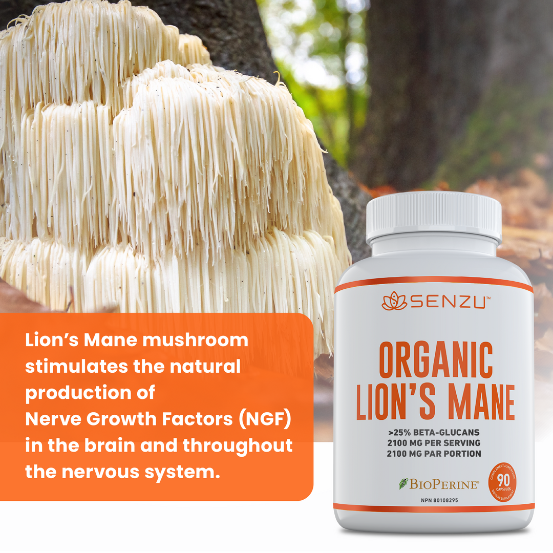 A bottle of Senzu Health Organic Lions Mane sits next to a large Lion’s Mane mushroom. Text highlights that this supplement supports cognitive function by stimulating Nerve Growth Factor (NGF) in the brain and nervous system.