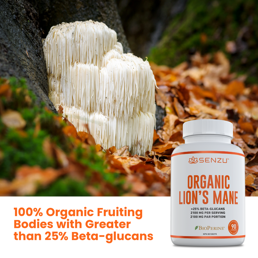 A bottle of Senzu Health Organic Lions Mane rests beside a Lion’s Mane mushroom in autumn leaves, with text showcasing its organic quality, cognitive support benefits, and over 25% beta-glucans.