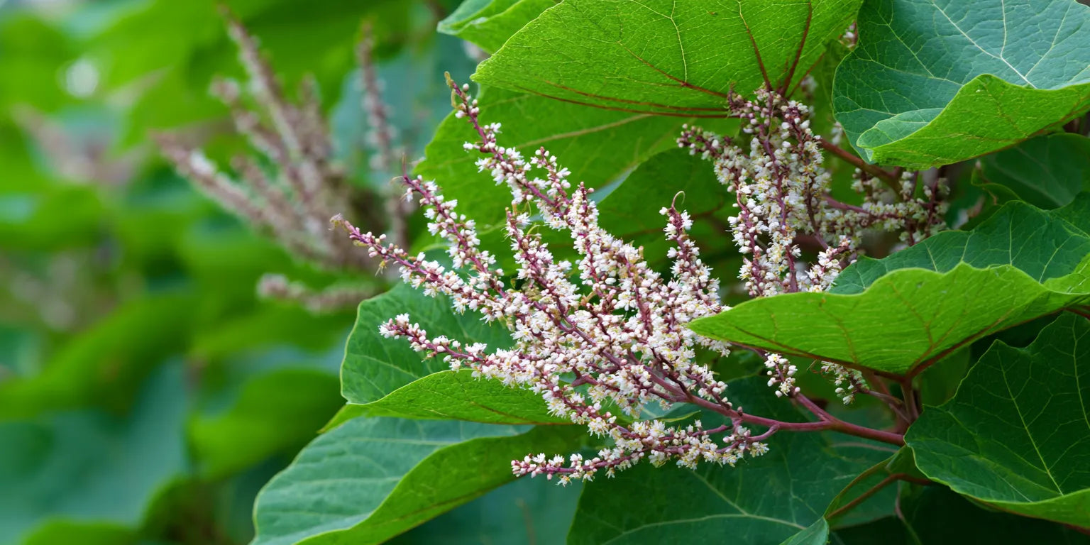 Resveratrol: Why Source Quality Matters for Your Wellness Journey