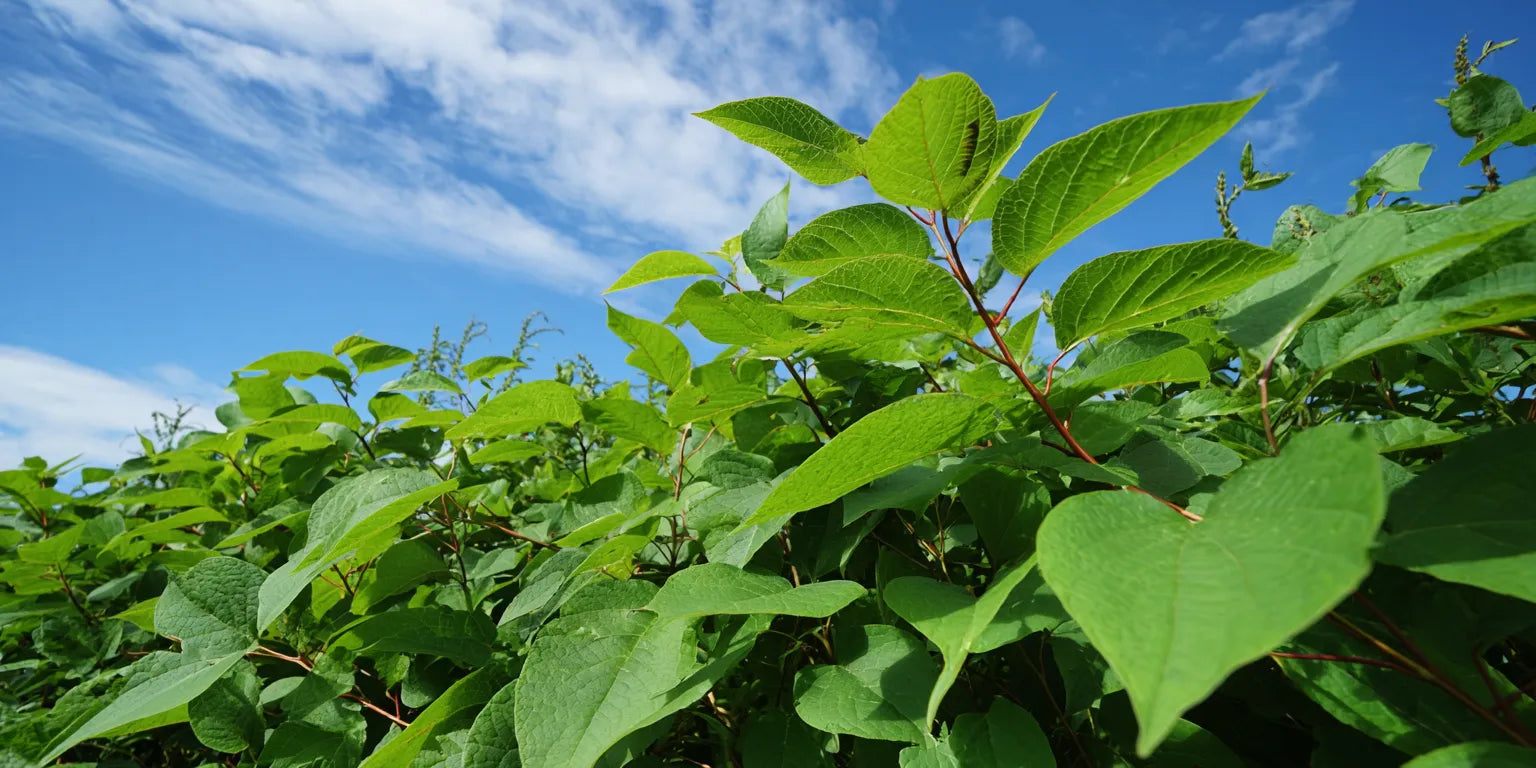 Everything You Need to Know About Japanese Knotweed and Resveratrol
