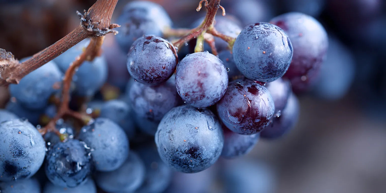 Metabolic Flexibility: Resveratrol's Role in Supporting Energy Utilization