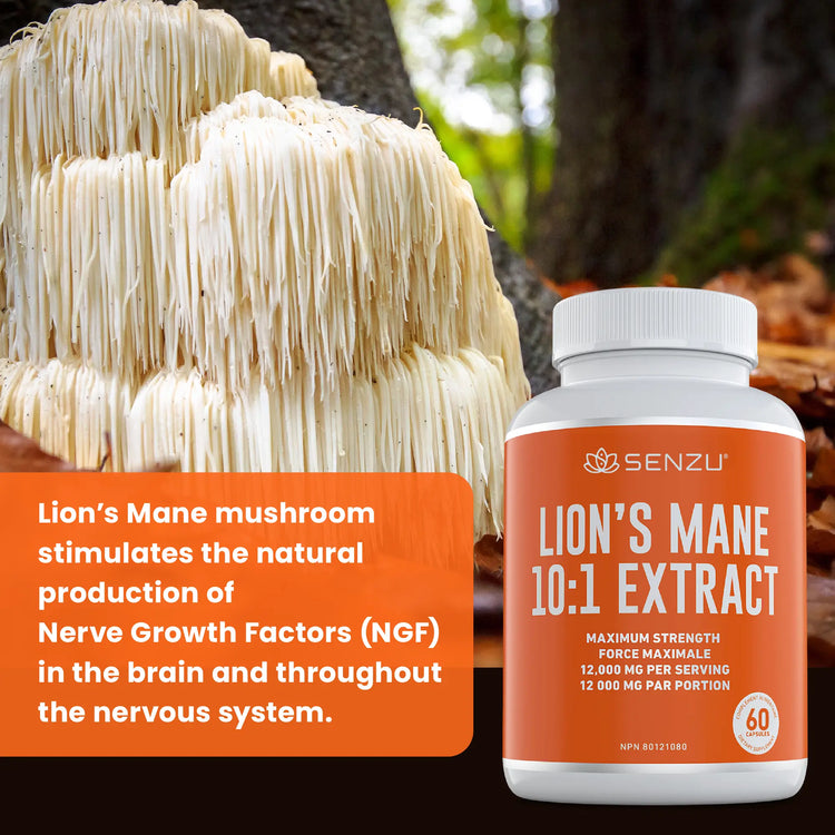 A cluster of Lion’s Mane mushrooms grows outdoors beside a bottle of Senzu Health Lions Mane 10:1 Extract. Text describes how Lion’s Mane supports nerve growth factors in the brain and nervous system.
