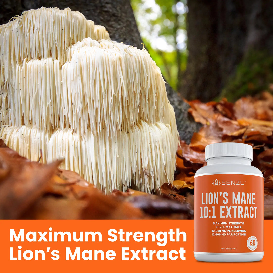 A cluster of white lion’s mane mushrooms grows among fallen leaves, with a Senzu Health Lion’s Mane 10:1 Extract bottle in the foreground labeled: Maximum Strength Lion’s Mane Extract.
